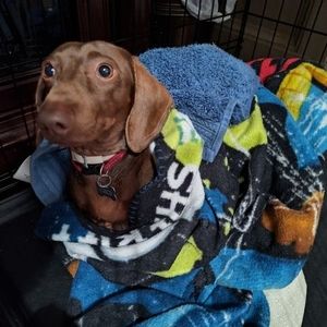 Meet your Posher, Patty